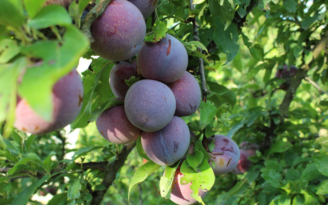 prunes rouges sur arbre