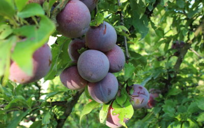 La Prune, à déguster sous toutes ses formes