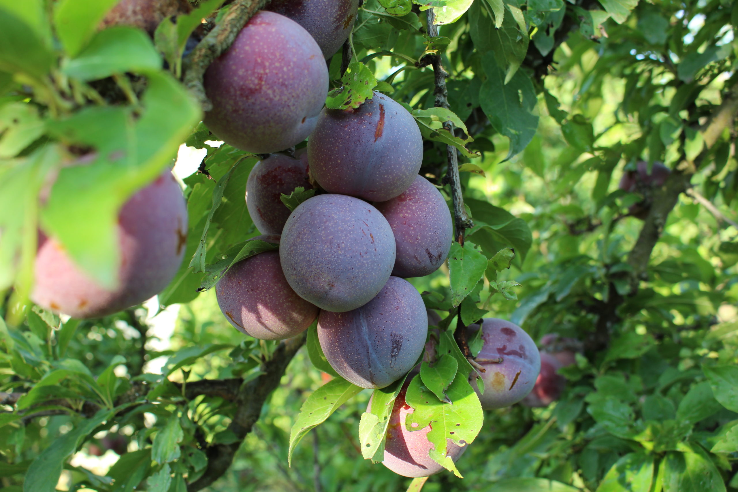 prunes rouges sur arbre